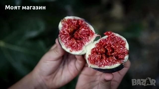 Смокиня сорт Бурса, снимка 2 - Градински цветя и растения - 53626866