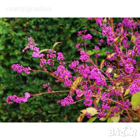 Callicarpa bodinieri Profusion, снимка 2 - Градински цветя и растения - 49085986