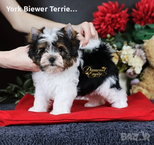 Йорк, сладур момче за семейство с деца! Доставка 