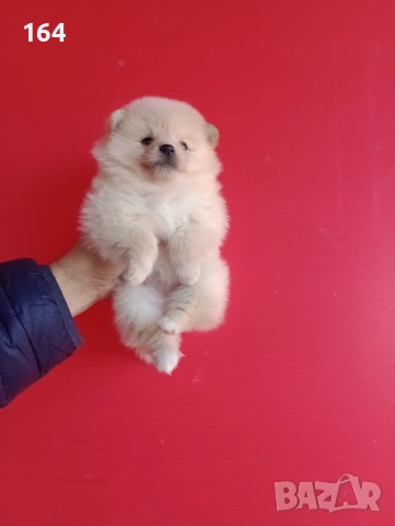 Мъжки и женски Померани. Реални снимки от 12.01.26 г. , снимка 7 - Померан - 53015028