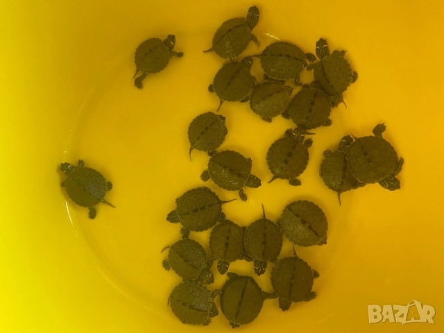 Продавам  водни костенурки, снимка 3 - Костенурки - 52439218