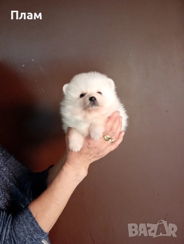 Бели мъжки Померани , снимка 7 - Померан - 54173962
