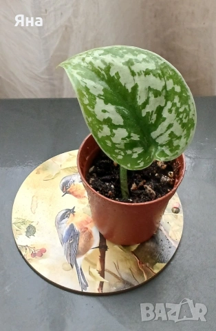 Мини растения - епипремнуми, дяволски бръшлян,монстера, снимка 7 - Стайни растения - 53712548