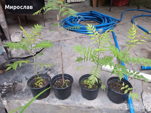 Продавам декоративен храст Сорбария (Sorbaria), снимка 1 - Градински цветя и растения - 45382623