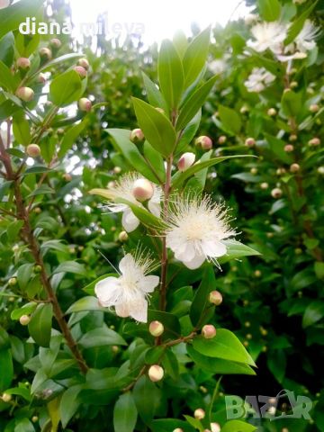 Продава се Мирта, Myrtus communis, многогодишна билка!!, снимка 1 - Градински цветя и растения - 46707378