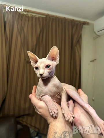 Сфинкс Sphynx, снимка 10 - Сфинксове - 52901293