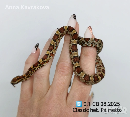 Царевични смоци /царевичен смок , снимка 13 - Змии - 54011711