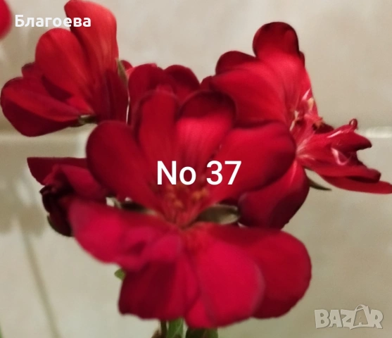 Мушкато , снимка 5 - Стайни растения - 53755618