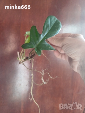 Резник Филодендрон Флорида с корени., снимка 2 - Стайни растения - 52620856