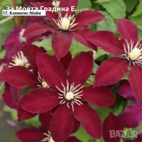 Клематис 2 , снимка 2 - Градински цветя и растения - 49761035