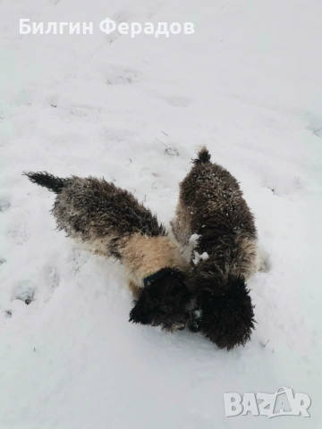 Лагото романьоло 