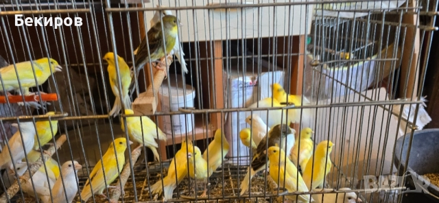 продавам канари , снимка 7 - Канари - 48365197
