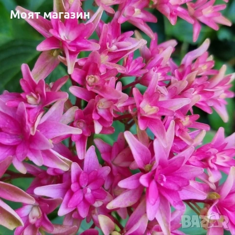 Хортензия - Принцеса Даяна, снимка 6 - Градински цветя и растения - 53646048