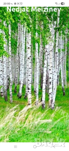 Бяла бреза, снимка 11 - Разсади - 50568007