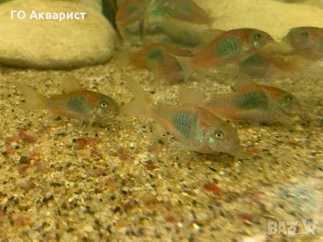 Коридорас Венецуела Ориндж / Corydoras Venezuela Orange, снимка 2 - Рибки - 45625596