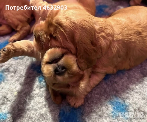 кокер шпаньол момче родословен баща , снимка 9 - Кокер шпаньол - 52776611