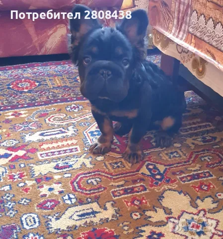 Френски булдог fluffy (Big rope), снимка 5 - Френски булдог - 49181157