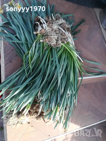 НАРЦИСИ-ГРЪМ ОТ 25БР ЗА 25ЛВ 1004251505, снимка 7 - Градински цветя и растения - 49846195