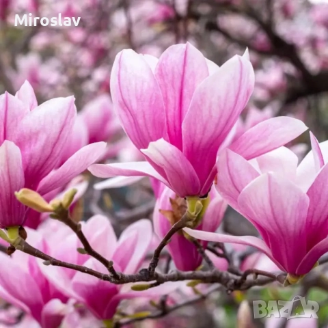 Магнолия Пинки (НОВО)/100-120см