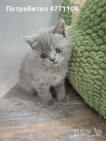 Британски късокосмести женски котета, снимка 5 - Британска късокосместа - 53904101