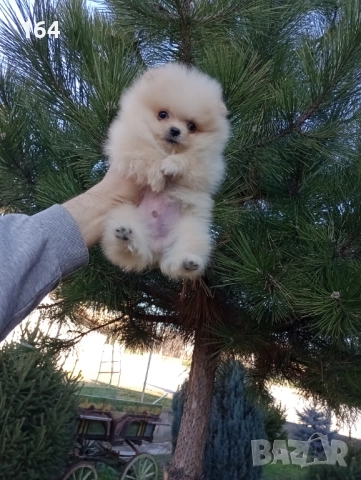 Мини момиченце. Померан., снимка 5 - Померан - 52932942