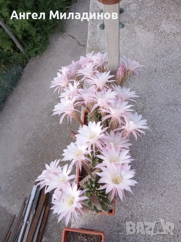 Сандъче с кактуси, снимка 7 - Стайни растения - 50008445