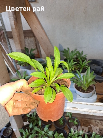 Три вида кампанула камбанка, гломерата и пирамидалис , снимка 11 - Градински цветя и растения - 52854164