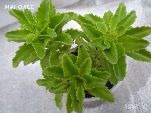 Камчатски седум