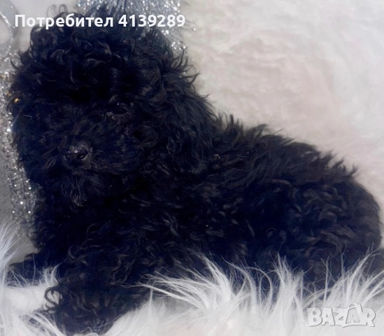 Пудел мини мини , снимка 9 - Пудели - 52754833