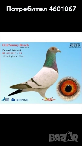 Спортни гълъби