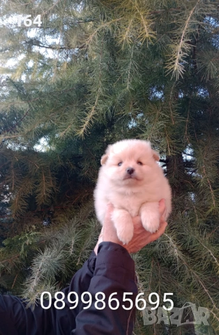 Бели и кремави мъжки кученца Шпиц. , снимка 6 - Шпиц - 53863245