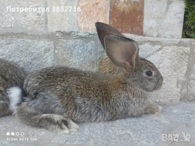 Зайци белгийски великан , снимка 4 - Други - 47171104