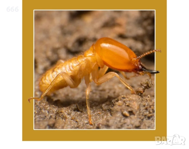 Спрей за унищожаване на дървесни червеи (500 мл, бледожълта течност), снимка 7 - Други стоки за дома - 53287902