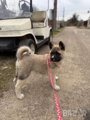 Америкаска акита женски на 3месеца, снимка 3 - Акита - 53165395