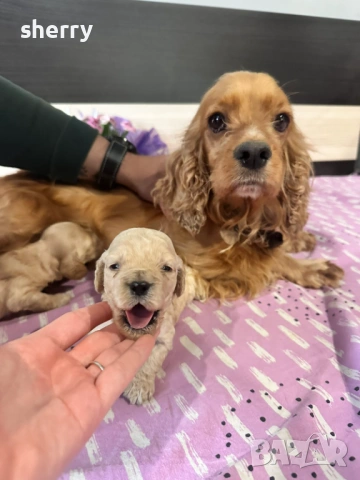 Кокер шпаньол