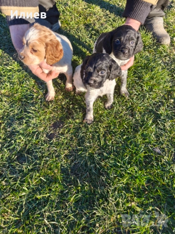 Бретон шпаньол