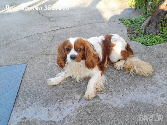Кавалер кинг чарлз шпаньол, снимка 3 - Кавалер кинг чарлз шпаньол - 53608958