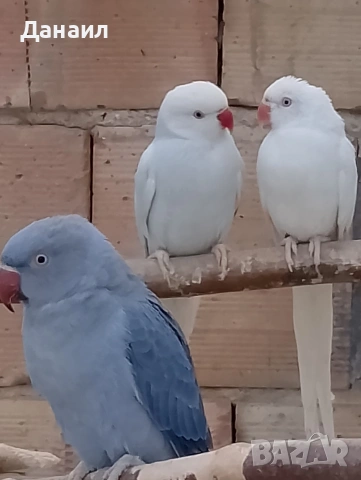 Малък Александър , снимка 5 - Папагали - 53636026