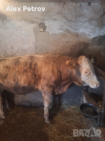 Свободна юница и мъжко теле, снимка 4 - Крави - 53392403