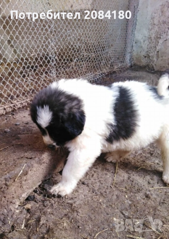 Продавам малки овчарски кученца, снимка 3 - Каракачанска овчарка - 52999016