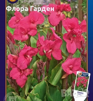 КАННА, КАЛА - Грудки/ ПРЕДВАРИТЕЛНИ поръчки, снимка 7 - Сортови семена и луковици - 49236562