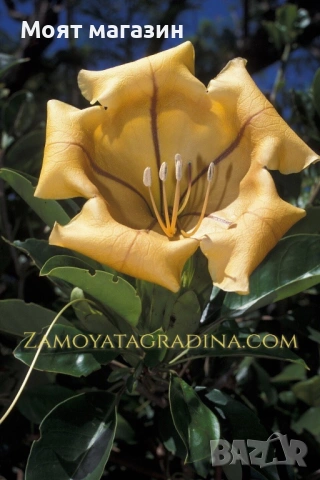 Соландрата - Solandra Maxima, снимка 2 - Градински цветя и растения - 53645875