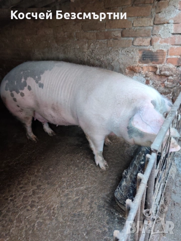 Свине майки