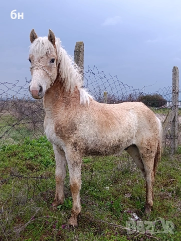 Хафлингер мъжко конче