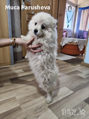 Продават се 1 мъжко 1 женско, снимка 2 - Померан - 52548062