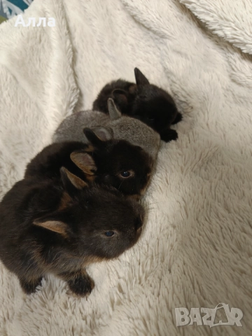 Холандско джуджета 