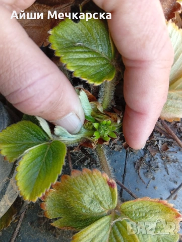 Предлагам разсад ягоди сорт Алба 