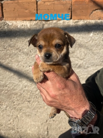 Мини чихупинчери чихуахуа пинчер, снимка 3 - Чихуахуа - 52791401