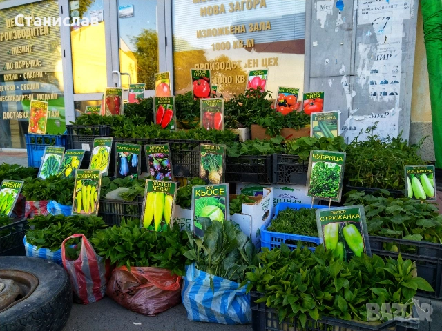 Готов разсад домати краставици тиквички ягоди, снимка 4 - Разсади - 54039880