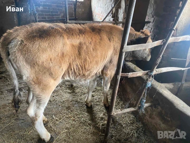 Две телета мъжко и женско по на 5-6 месеца, снимка 2 - Крави - 54070773